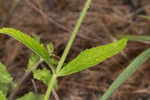 Carolina false vervain